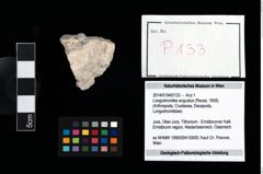 Foto (Objekt + Etikett) von Longodromites angustus (Reuss, 1858)  (NHMW-GEO-2014-0194-0133)